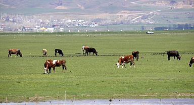 Tarım ve hayvancılıkta bereket yılı