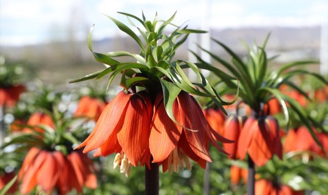 Türkiye'de tek! Botanik turizmine can veriyor