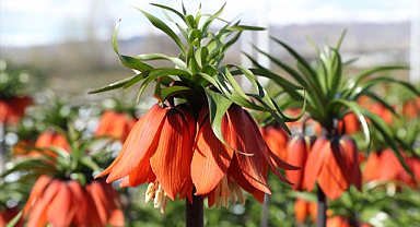 Türkiye'de tek! Botanik turizmine can veriyor