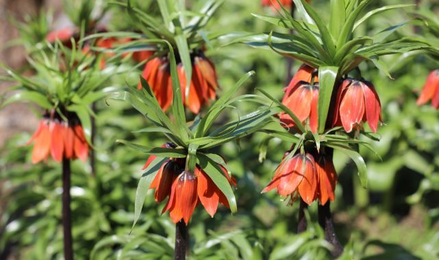 Aman dikkat! Koparanın cezası ağır