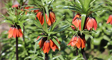 Ters laleler açtı, Koparana ağır ceza uygulanıyor