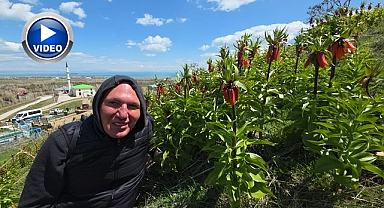 Ters laleleri görmek için İngiltere'den Van'a geldi 
