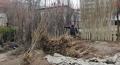 Tescilli ceviz fidanları üreticiye sunuldu