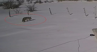 Tilki yaban tavşanını avlarken kameraya yakalandı