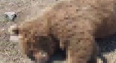 Tırın çarptığı boz ayı telef oldu   