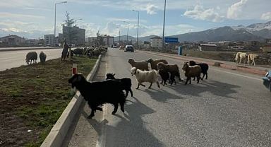 Trafik  durdu, koyunlar yolu kapadı