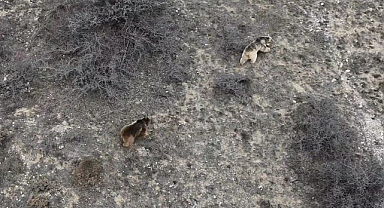 Uyan ayılar otlarken görüntülendi