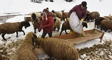 Uzayan kış küçükbaş hayvancılığı vurdu