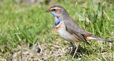 Van Gölü havzası göçmen kuşlarla şenlendi