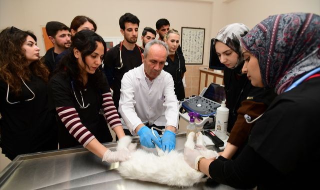 Van kedileri üzerine bilimsel çalışma tamamlandı