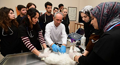 Van kedileri üzerine bilimsel çalışma tamamlandı