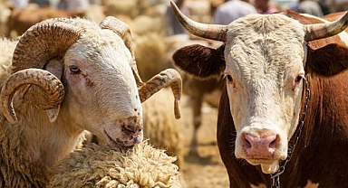Vekaleten kurban kesim bedeli açıklandı