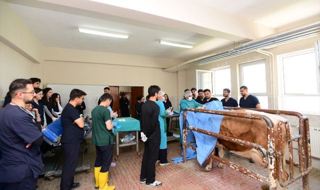 Veteriner fakültesinde öğrencilere uygulamalı eğitim