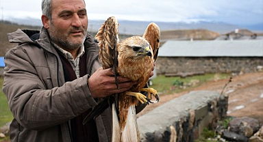 Yaralı bulunan kızıl şahin tedavi altına alındı