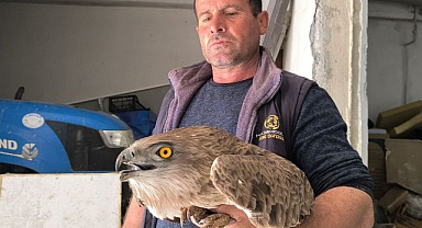 Yaralı kızıl şahine şefkat eli 