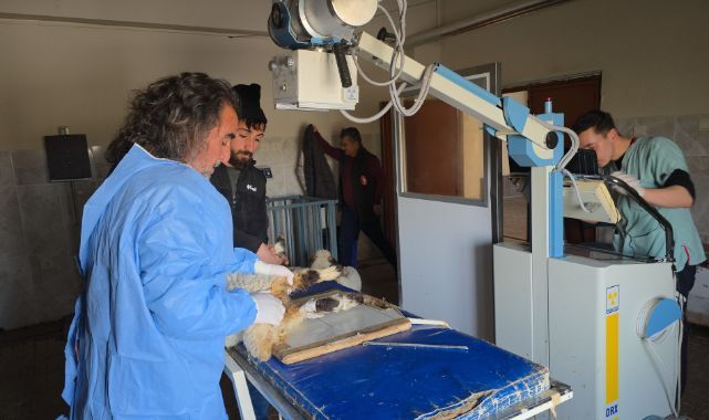 Yaralı kuzular enkazdan çıkarıldı, tedavi altına alındı