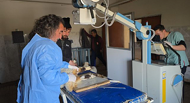 Yaralı kuzular enkazdan çıkarıldı, tedavi altına alındı