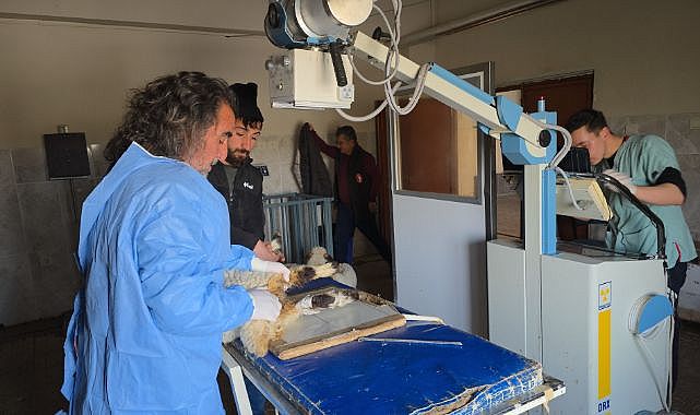 Yaralı kuzular enkazdan çıkarıldı, tedavi altına alındı