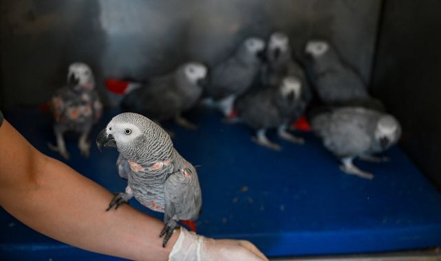 Yurda giriş yaparken ele geçirildiler! 