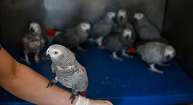 Yurda giriş yaparken ele geçirildiler! 