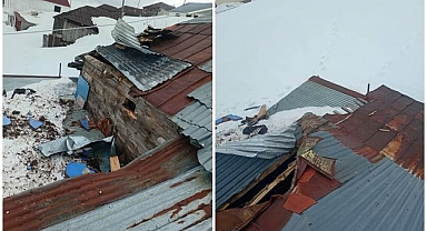 Yaylalarda ayı dehşeti devam ediyor