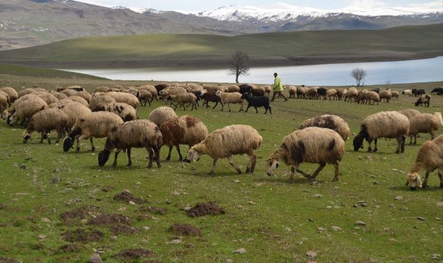Yeşeren meralar koyun sürüleriyle renklendi