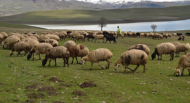 Yeşeren meralar koyun sürüleriyle renklendi