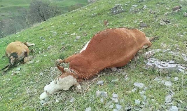 Yıldırım düştü 5 inek telef oldu