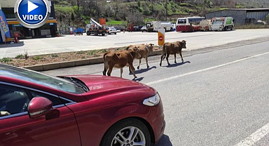 Yola çıkan büyükbaşlar trafiği birbirine kattı!