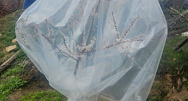 Zirai don için alarma geçtiler