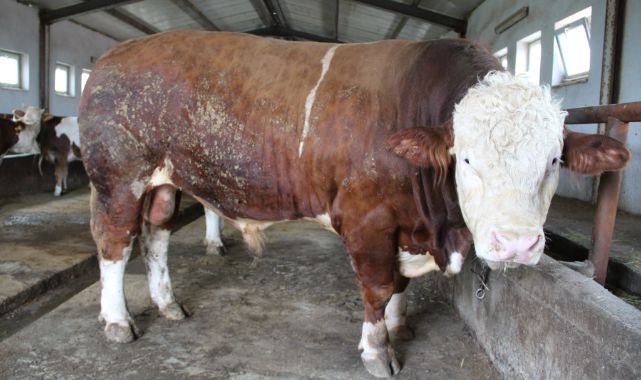 1,5 tonluk 'Tosun Paşa' 450 bin liraya alıcı buldu