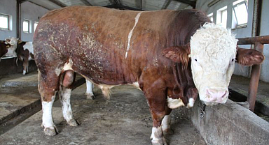 1,5 tonluk 'Tosun Paşa' 450 bin liraya alıcı buldu