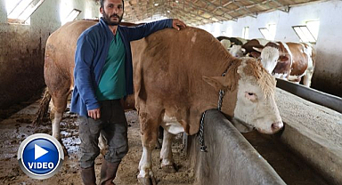 1 ton 200 kiloluk tosun alıcısını bekliyor   