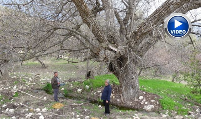270 yıllık ceviz ağacı zamana direniyor   