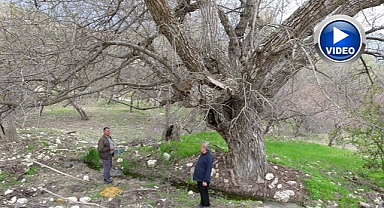 270 yıllık ceviz ağacı zamana direniyor   