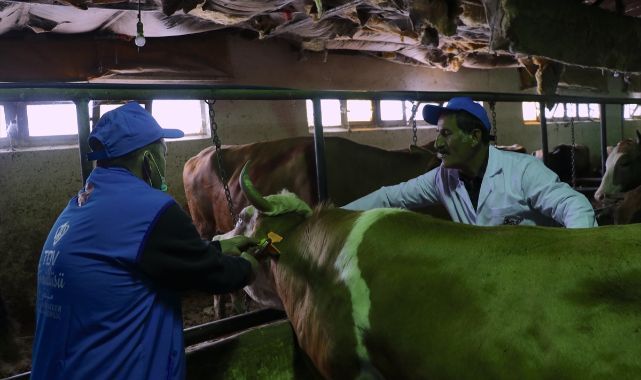 710 büyükbaş kurban ihtiyaç sahiplerine ulaştırılacak