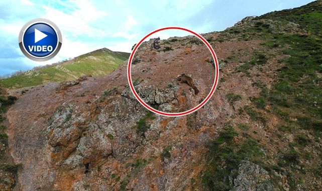 Anne ayı ile kartalın mücadelesi kamerada