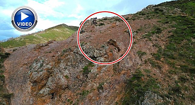 Anne ayı ile kartalın mücadelesi kamerada