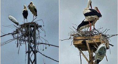 Aras EDAŞ ekiplerinden leyleklere yuva, doğaya vefa