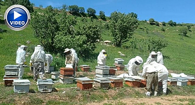 Arıcıların yayla mesaisi başladı   