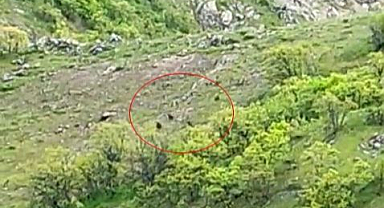 Ayı sürüsü kameralara yakalandı 