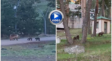 Ayılar caddeleri bastı! O anlar kameraya yansıdı