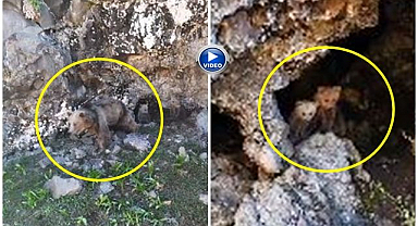 Ayılar kamerada: anne ve yavruları böyle görüntülendi