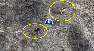 Ayıların saldırdığı sürüde büyük zarar