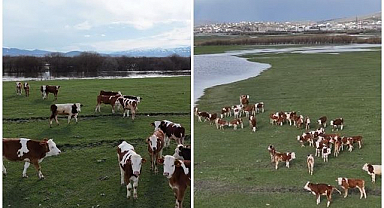 Bahar geldi, sürüler meraya çıktı