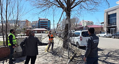 Belediye ekiplerinden ağaç budama çalışması   