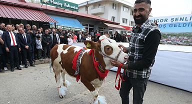 Besicilerin süslediği buzağılar güzellikte yarıştı