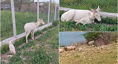 Beyaz ala geyik bu kez koyun sürüsüyle!