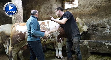 Bir ton 250 kilogramlık dev tosun yeni sahibini buldu