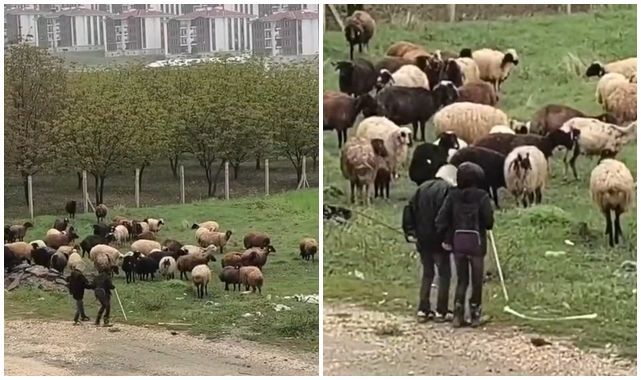 Çoban çocuklar türkü söyleyip halay çekti